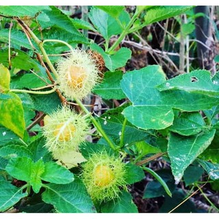 Hạt giống cây lạc tiên