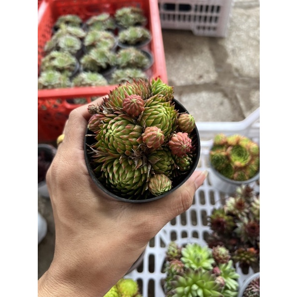 SEN ĐÁ PHẬT BÀ 1 CHẬU BẤT KÌ CHỈ 45K