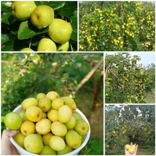 Cây giống Táo Đào Vàng cây giống chuẩn hàng F1 sai quả, năng suất cao