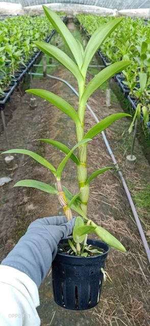 Hoa lan dendro nắng king 3 tia cây trưởng thành sắp hoa