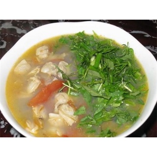 chậu cây rau răm c6