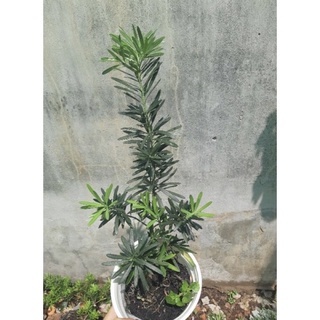 Cây Tùng La Hán ( cây giống dạng phôi như hình )