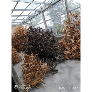 Rễ Cây rasamala / Cảnh Quan Bằng Gỗ Rễ Cây