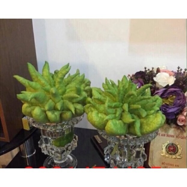 LY CẮM PHẬT THỦ THUỶ TINH ĐỂ PHẬT THỦ LỌ TRỒNG HOATHỦY TINH