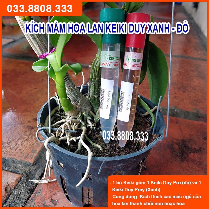 KÍCH MẦM CHO LAN ( KEIKY XANH VÀ KEIKY ĐỎ ) - Giúp Cây Phát Triển Tốt