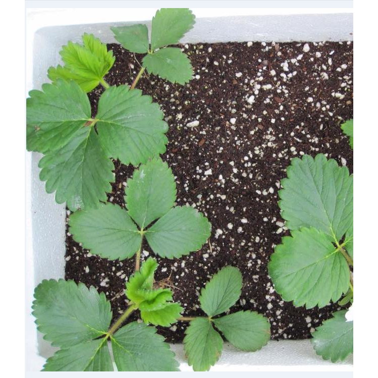 Hạt giống dâu tây khổng lồ  50 hạt