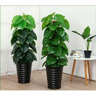 Cây giả- Cây trầu bà giả cao cấp cao đã gồm chậu