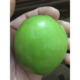 Giống Cây Táo Đại thái lan ( cây ghép siêu trái )