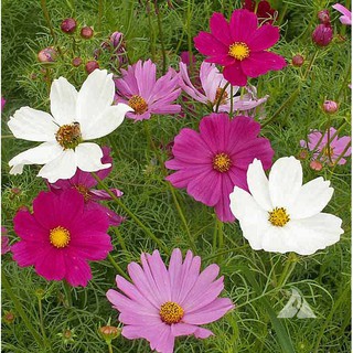 Hạt Giống Hoa Sao Nhái Nhiều Màu (Đỏ - Hồng - Trắng)