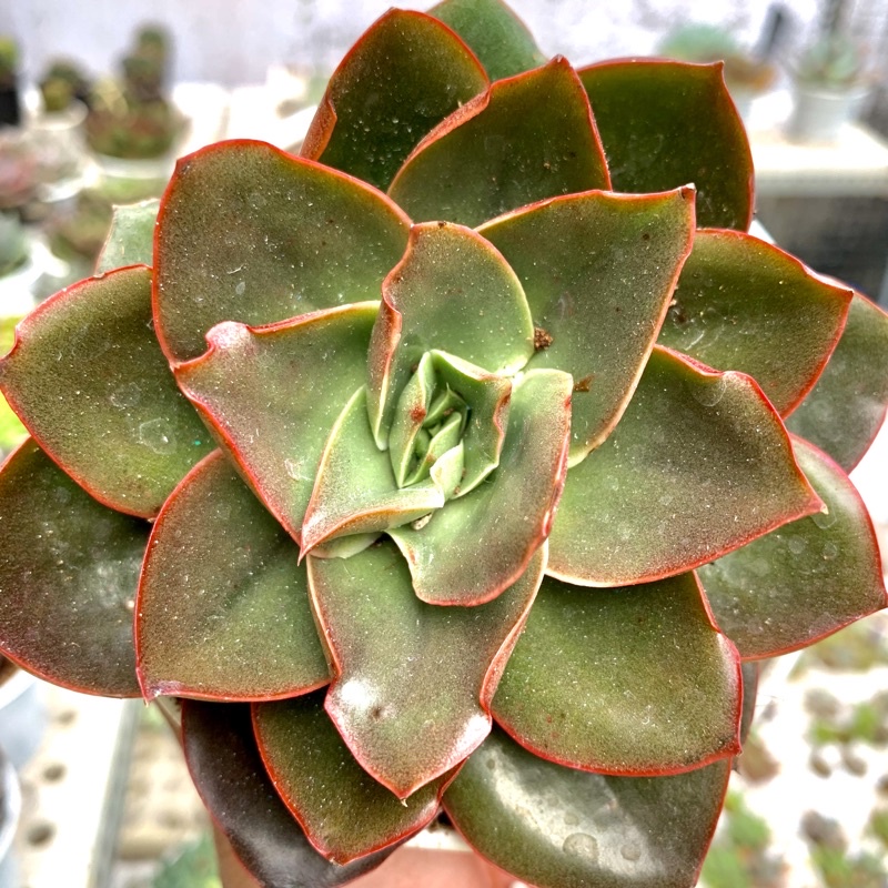 SEN ĐÁ HOA HỒNG XOẮN TO 10cm