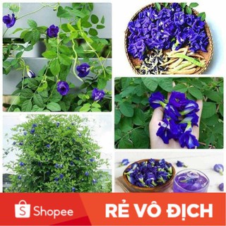 (SALE LỚN) 50 hạt giống hoa đậu biếc