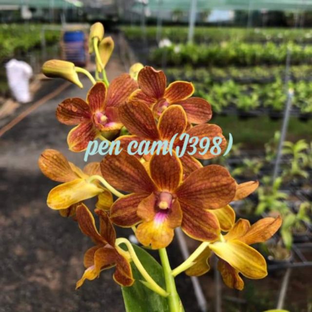 Hoa lan denro nắng Pen cam - mới