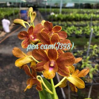 Hoa lan denro nắng Pen cam - mới