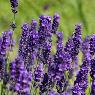 Hạt giống Hoa Oải Hương - Lavender VTP83 | Vạn Tín Store