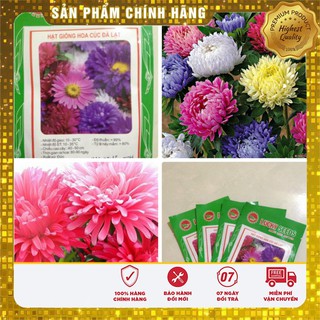 Hạt Giống Cúc Đà Lạt 50 hạt