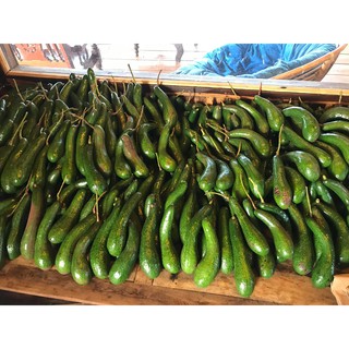 Cây Bơ Hama 034 Quả Dài( 5kg)