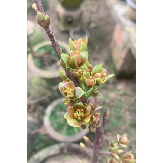 Hoa mai xanh Phước Lộc Thọ_cây ghép chuẩn