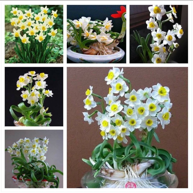 Củ hoa thuỷ tiên có 2 màu trắng,vàng củ đẹp như hình cuối.