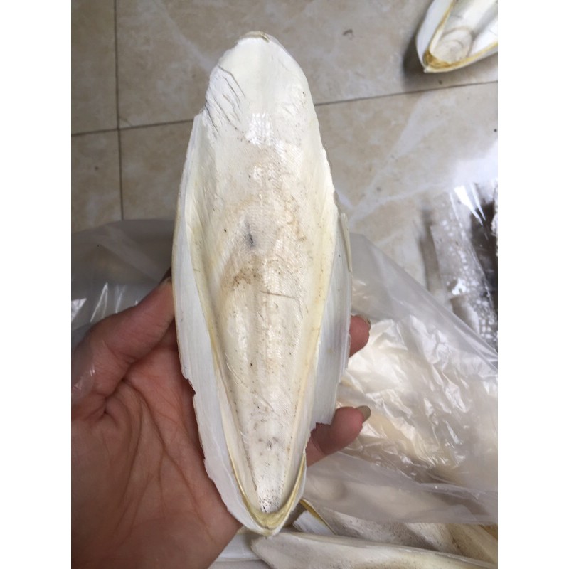 Nan mực nguyên miếng size 12cm trở lên