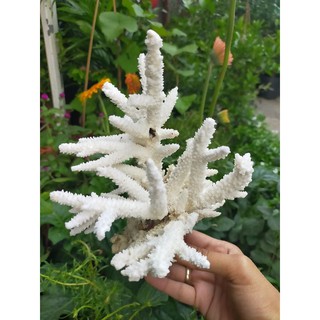 san hô trang trí hồ cá
