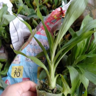 Hoa phong lan thiên nga đen