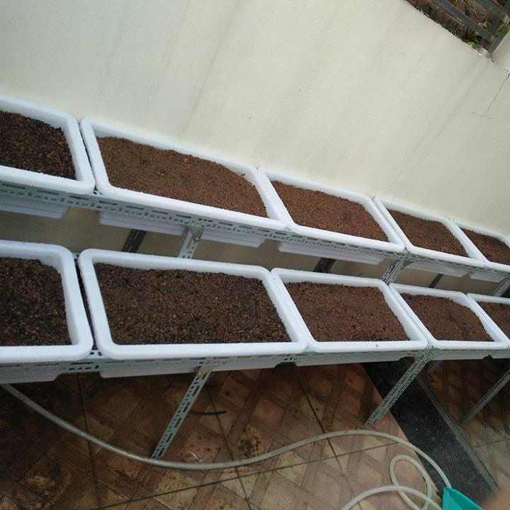 Khay Nhưa Trồng Rau Sạch