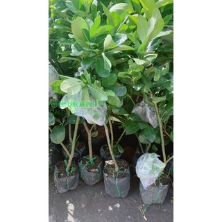 Cây Bưởi Cao 1m (chỉ giao hcm)