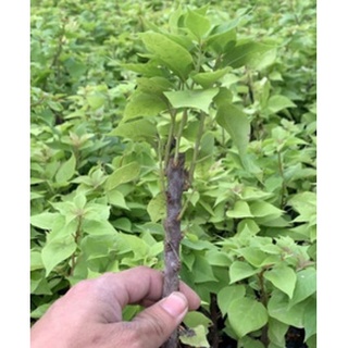 Cây Giống Hoa Giấy  thái