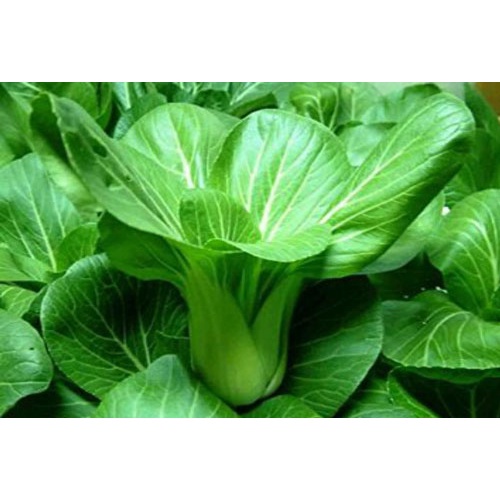 Hạt giống rau cải chít (cải chip) xanh gói 20 gram bao đẹp