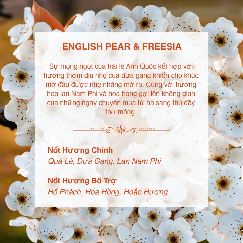 Tinh Dầu thơm Nomad xông thơm phòng, khử mùi, làm nến thơm - English Pear & Freesia