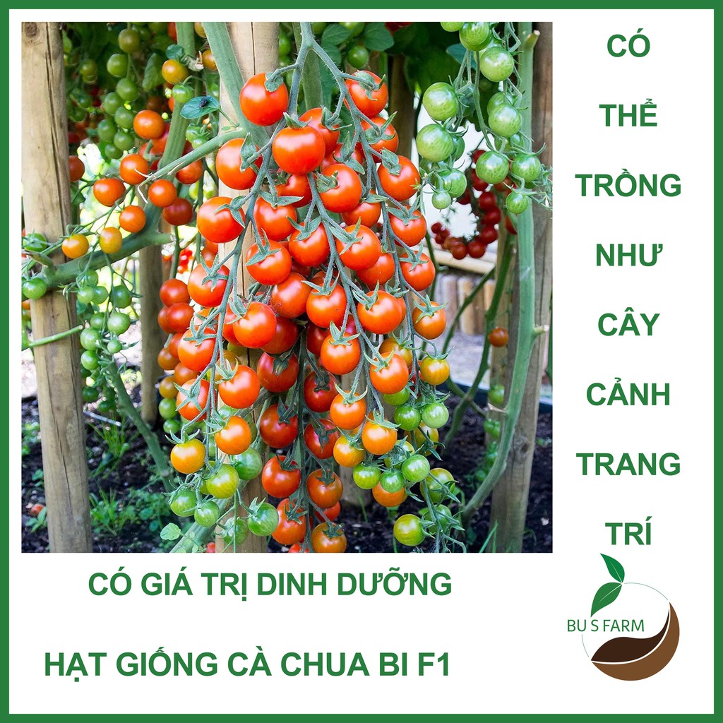 Hạt giống Cà chua bi HN F1 cao sản, dễ trồng (0.1gr)