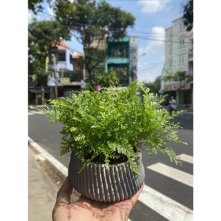 Cây dương xỉ mini để bàn- cây phong thuỷ rất dễ trồng. terarium