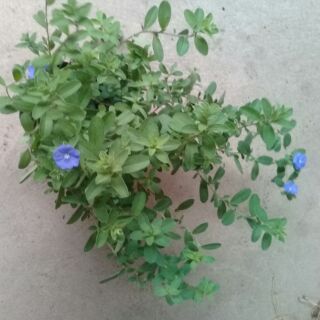 3 bầu hoa thanh tú