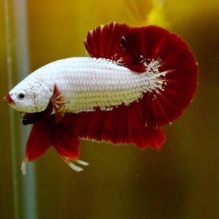 BETTA RỒNG ĐỎ