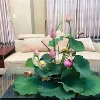 Combo hạt sen và hoa hồng leo