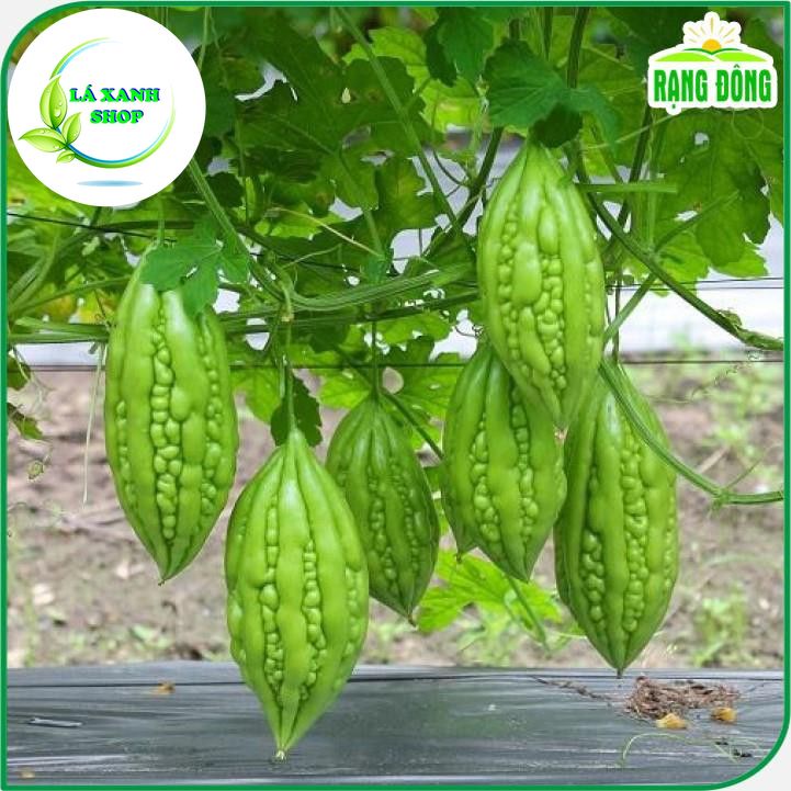 Hạt giống Khổ Qua Lai F1 Trái Ngắn, Cây Chịu Nhiệt, Sinh Trưởng Khỏe, Trồng Quanh Năm (gói 2 gram) - Hạt giống Rạng Đông