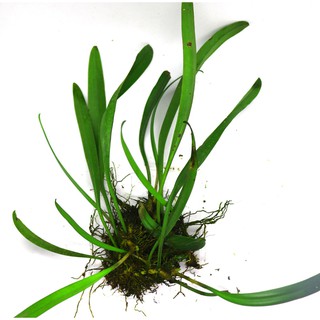 Lan Lọng Củ Lép - Bulbophyllum apodum