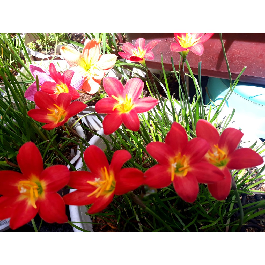 Củ huệ mưa ngoại Pride of singapore (P.O.S), đảm bảo chuẩn tag, sống 100%, siêng hoa, màu đỏ cực đáng sưu tầm