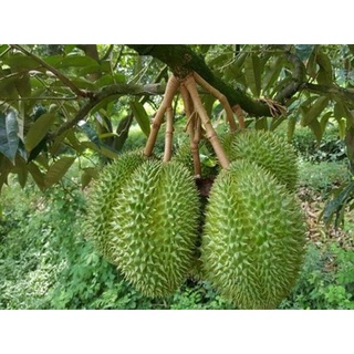 Cây giống sầu riêng thái lan