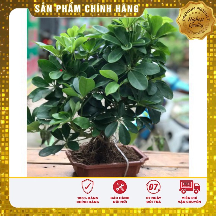 Phân cá hữu cơ nhập khẩu Nauy cho cây cảnh bonsai gói 100gram