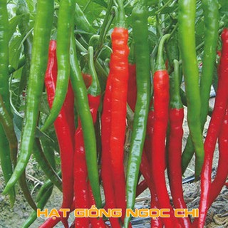 Hạt Giống Ớt Hàn Quốc - 30 Hạt
