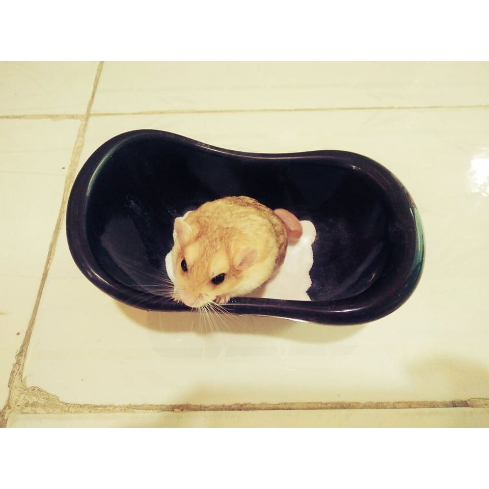 Bồn tắm nhựa cho hamster