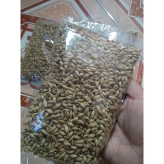 hạt đại mạch cho thú cưng