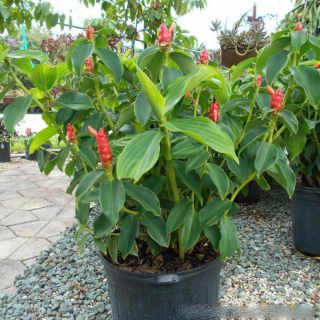Cây giống hoa phúc lộc thọ