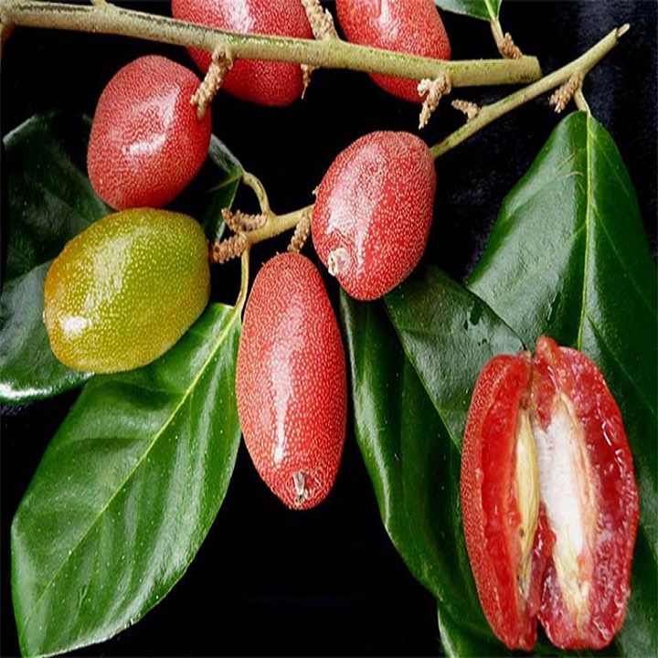 CÂY GIỐNG NHÓT NGỌT SIÊU QUẢ SIÊU NĂNG SUẤT + Tặng 02 cây nhót ngọt
