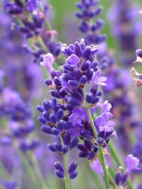 Hoa oải hương nụ khô (lavender) 100g LL244