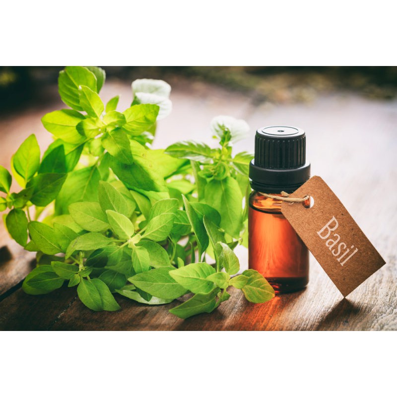 Tinh Dầu Húng Quế Thiên Nhiên giảm căng thẳng, khử mùi, đuổi côn trùng Basil Essential Oil AloAroma