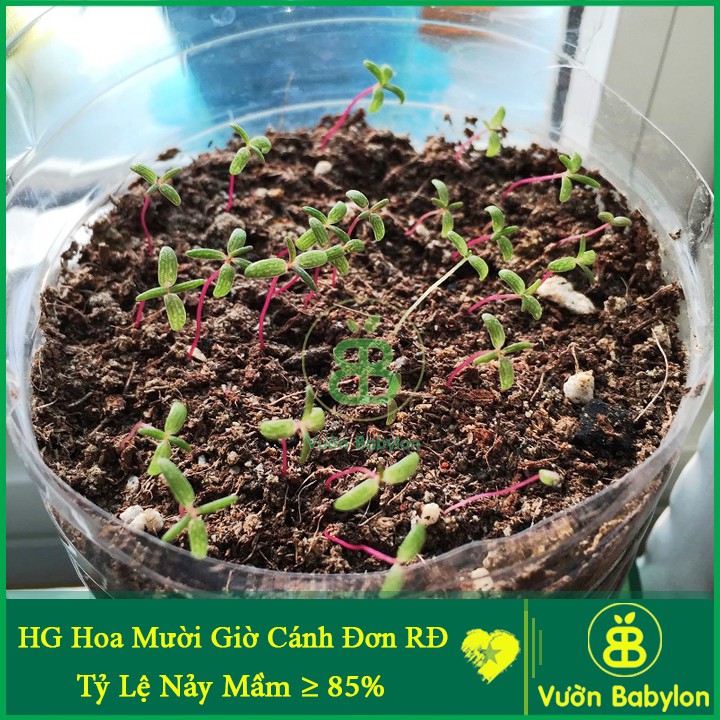 Hạt Giống Hoa Mười Giờ ĐƠN Mix Nhiều Màu