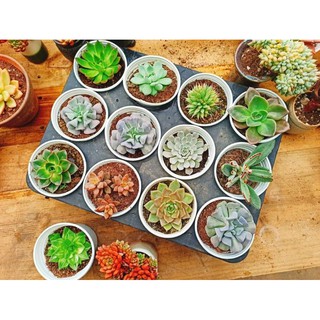 Combo 10 sen size trung 10 loại