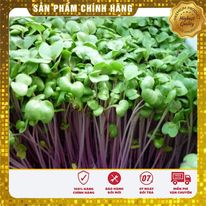 Hạt giống Rau Mầm Củ Cải Đỏ trồng gia đình 7-10 ngày thu hoạch ( 50 gram)